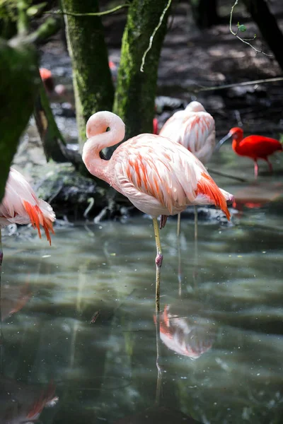 Plano Vertical Flamencos Chilenos Ibis Parados Agua Reflectante Bosque — Foto de Stock