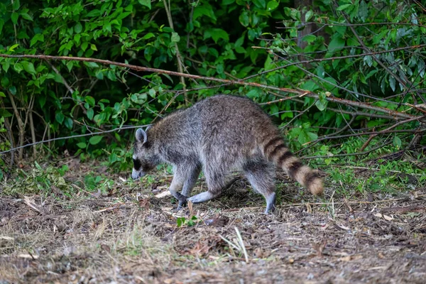 Plan Rapproché Raton Laveur Procyon Lotor — Photo