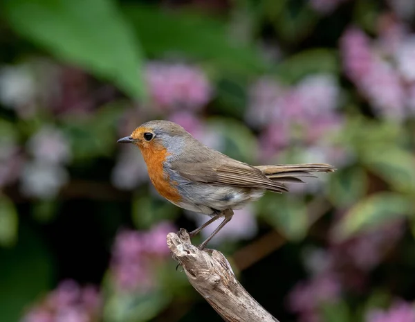 Adorable European Robin Perched Top Branch Blurred Background Garden — Stock Photo, Image