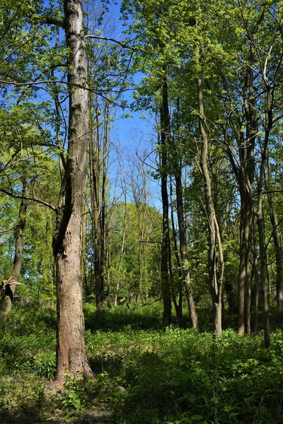 Eine Schöne Landschaft Aus Grünen Bäumen Einem Dichten Wald Einem — Stockfoto