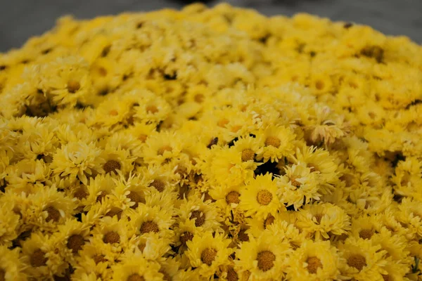 Tiro Close Espécies Flores Amarelas Chrysanthemum Buquê — Fotografia de Stock