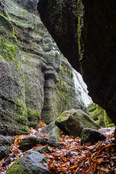 Vertical View Rocks Forest Partially Covered Moss — Stock Photo, Image