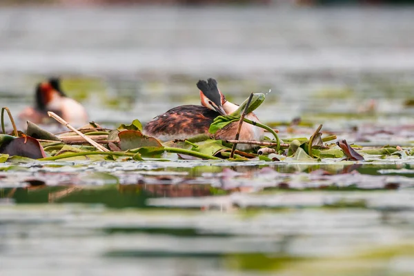 Gran Grebe Cresta Que Cierne Estanque — Foto de Stock