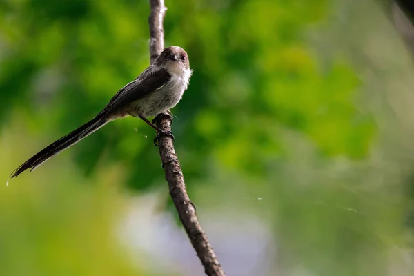 Closeup Portrait Long Tailed Tit Sitting Branch Blurry Background — 图库照片