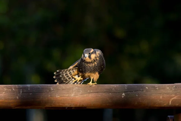 Selective Focus Shot Aplomado Falcon Falco Femoralis — 스톡 사진