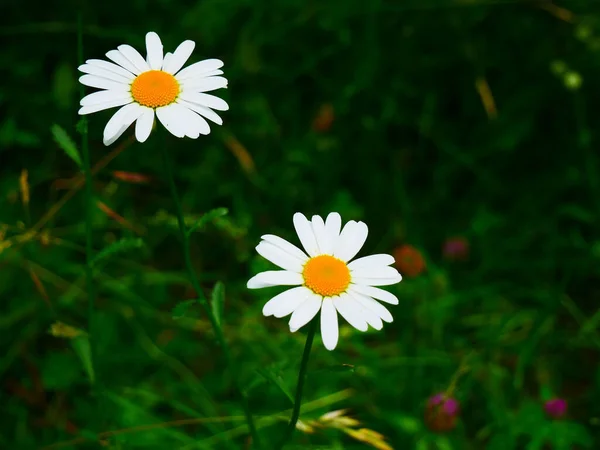 花园里盛开的美丽的白色洋甘菊花的特写 — 图库照片