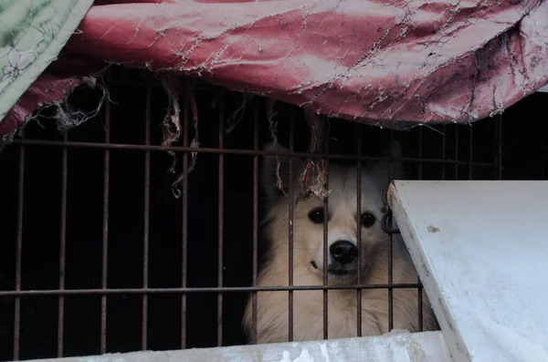 Cão Volpino Bonito Olhando Para Câmera Atrás Uma Cerca Gaiola — Fotografia de Stock