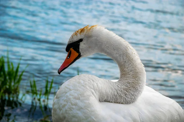 湖の横に美しい白鳥の柔らかい焦点 — ストック写真