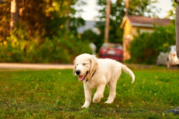 一只年轻的金毛猎犬在草地上行走 两只眼睛闭着 一只爪子在框架中央伸出舌头 — 图库照片