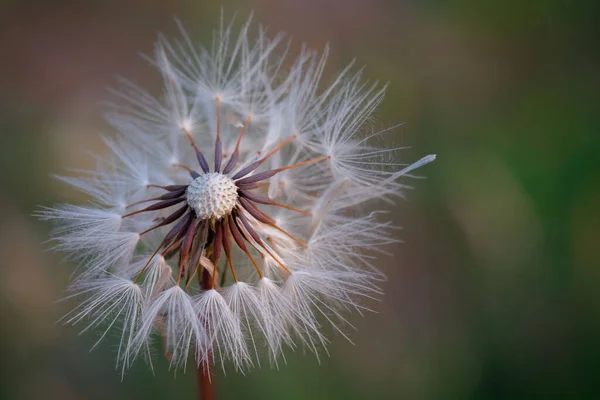 Colpo Fuoco Superficiale Fiore Dente Leone Comune Con Sfondo Sfocato — Foto Stock