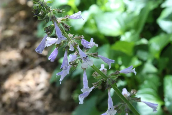 Planta Ervas Medicinais Clary Sage Salvia Sclarea Que Cresce Campo — Fotografia de Stock