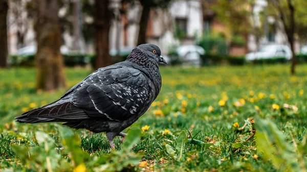 Eine Selektive Fokusaufnahme Einer Taube Park — Stockfoto