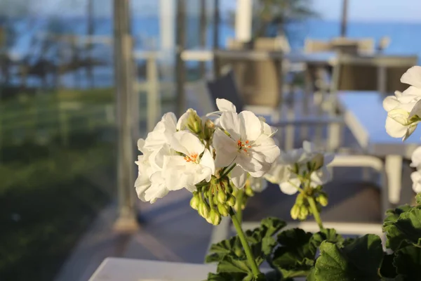 Een Selectieve Focus Shot Van Witte Pelargonium Zonale Bloemen Een — Stockfoto