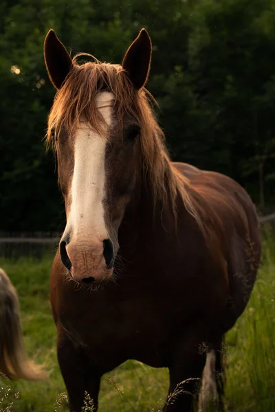 Vertical Portrait Brown Horse Grazing Green Pasture Sunset — Stock Photo, Image