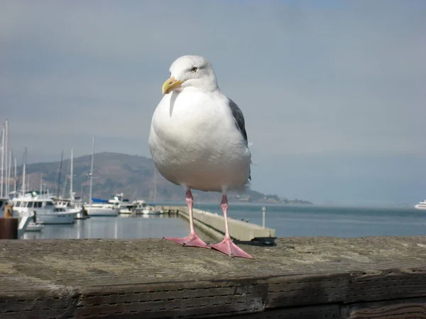 Une Mouette Blanche Perchée Sur Une Surface Pierre Avec Océan — Photo