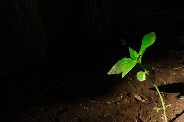 春の暗い背景に日光のある単一のNodeweed植物のクローズアップショット — ストック写真