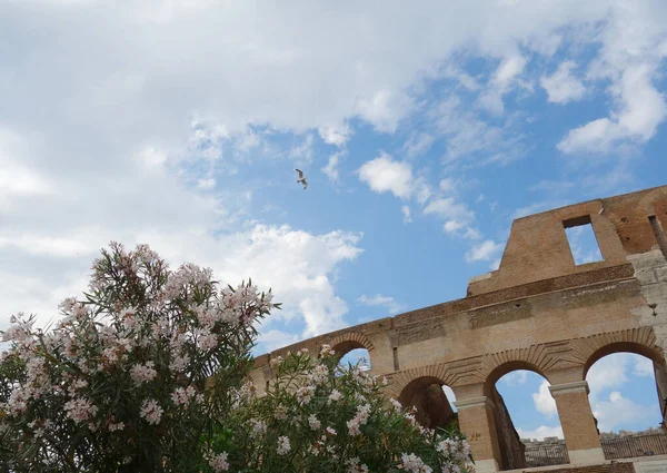 Primer Plano Hermosas Flores Con Coliseo Fondo Roma Italia —  Fotos de Stock