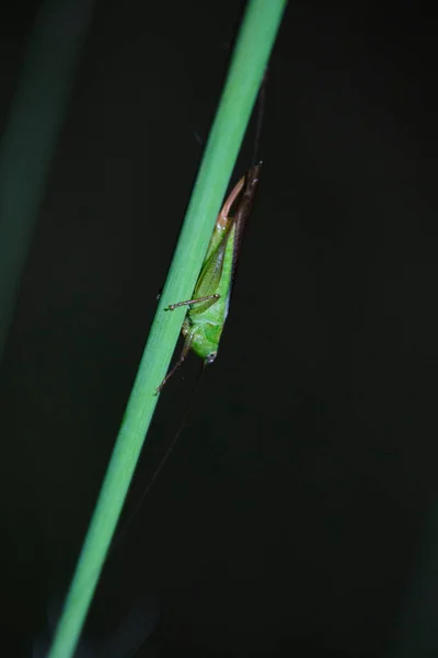 Μια Κάθετη Κοντινή Λήψη Ενός Conocephalus Melaenus Ένα Πράσινο Φύλλο — Φωτογραφία Αρχείου