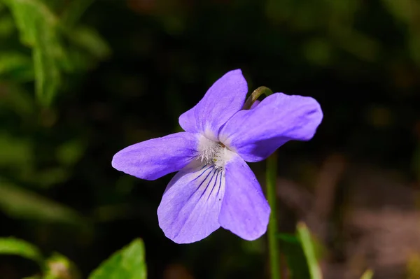 Una Imagen Macro Una Pequeña Flor Llamada Summer Lilac Hesperis — Foto de Stock