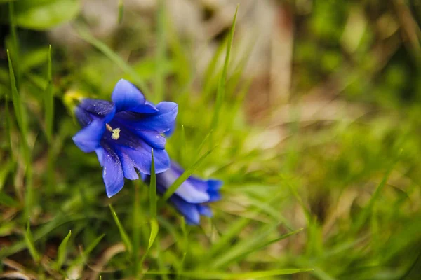 Foco Raso Flores Gentianas Japonesas Uma Grama Embaçada Verde — Fotografia de Stock