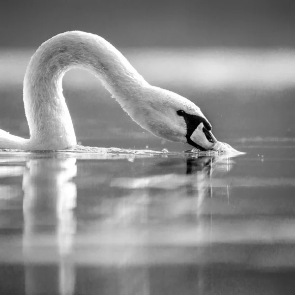 湖の白鳥の水泳の黒と白のクローズアップショット — ストック写真