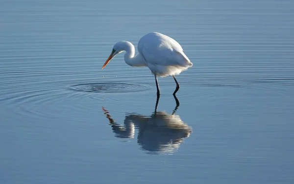 Primer Plano Una Gran Garza Blanca Que Refleja Tranquila Superficie —  Fotos de Stock