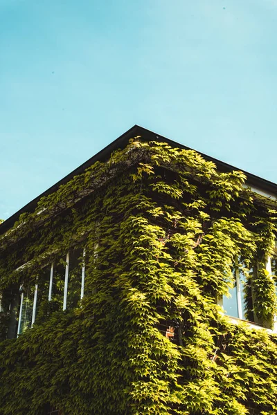 Eine Vertikale Aufnahme Des Gebäudes Das Von Grünen Blättern Vor — Stockfoto
