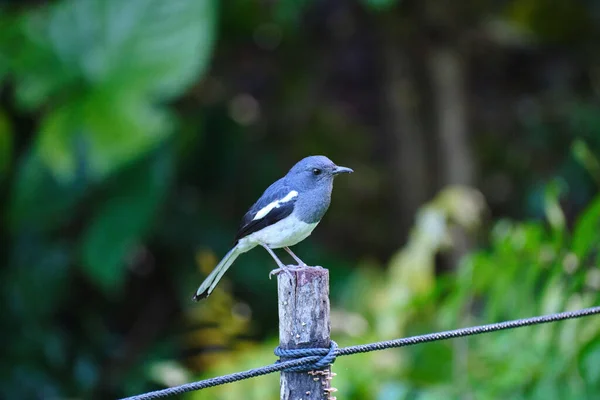 Enfoque Selectivo Urraca Robin Oriental Copsychus Saularis Encaramado Poste Madera — Foto de Stock