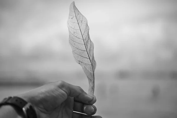 Enfoque Selectivo Escala Grises Mano Una Persona Sosteniendo Una Hoja — Foto de Stock