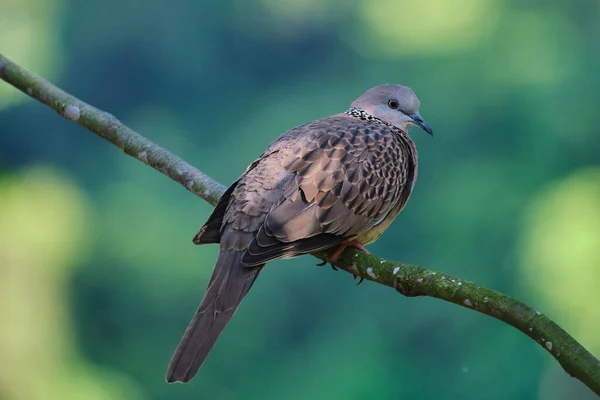 Selectivo Una Paloma Manchada Spilopelia Chinensis Una Rama — Foto de Stock