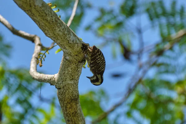 Sunda Pigme Ağaçkakanı Yungipicus Moluccensis Yakın Çekim — Stok fotoğraf
