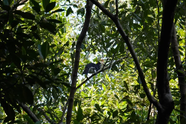 Foto Van Een Neushoorn Bomen — Stockfoto