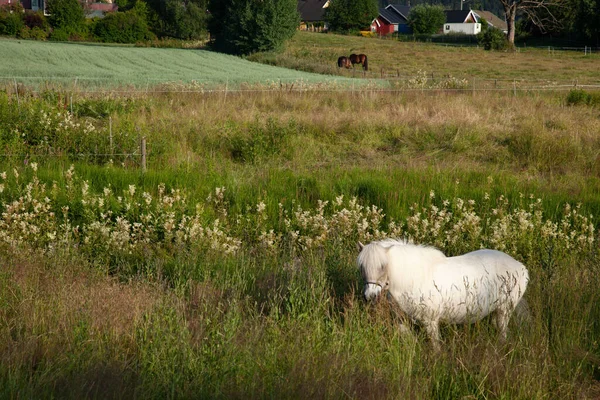 Pequeno Cavalo Branco Andando Torno Campo Rural — Fotografia de Stock