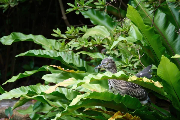 香港九龙公园一只年幼的黑冠夜鹭 — 图库照片
