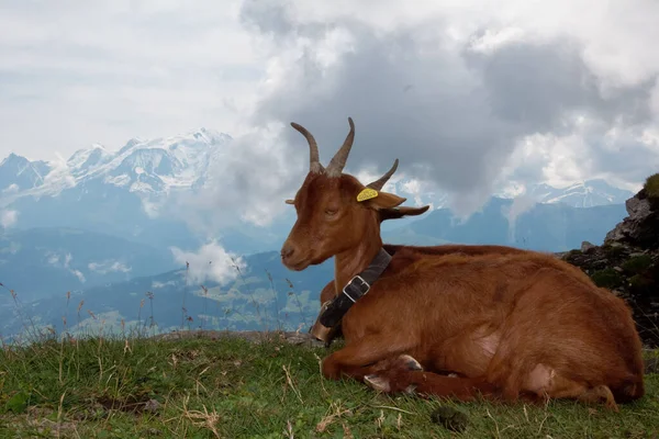 Uma Cabra Nos Alpes França — Fotografia de Stock