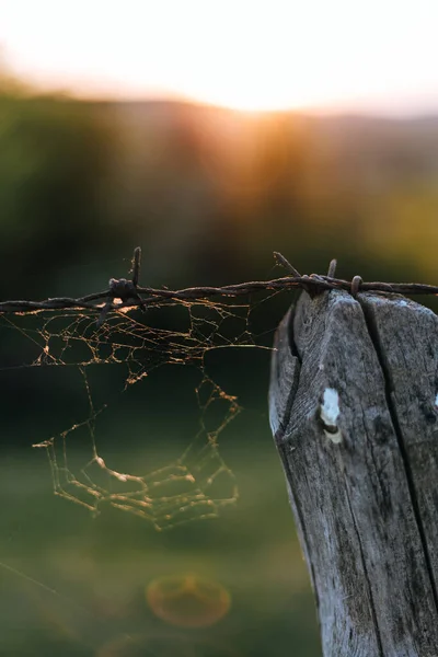 Dikey Bir Örümcek Ağı Görüntüsü Dikenli Bir Tel Üzerinde Bulanık — Stok fotoğraf