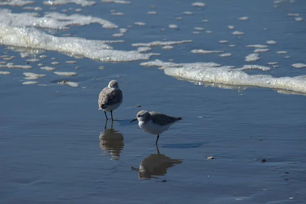 Живописный Вид Двух Птиц Песчанок Сидящих Пляже Голубого Моря — стоковое фото