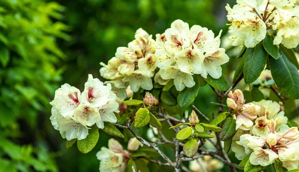 Een Close Shot Van Bloeiende Gele Rhododendron Bloem Takken — Stockfoto