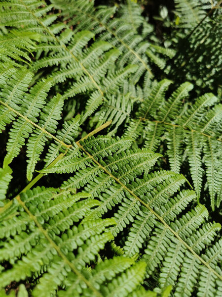 A vertical shot of beautiful trees in La Palma Island, Spain