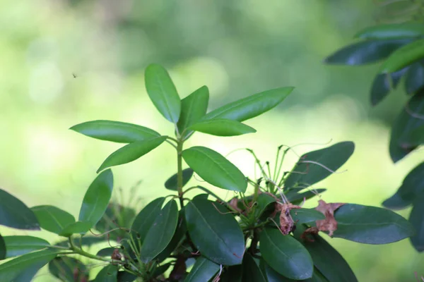 Närbild Rhododendron Blad Mot Suddig Bakgrund Grunt Fokus — Stockfoto