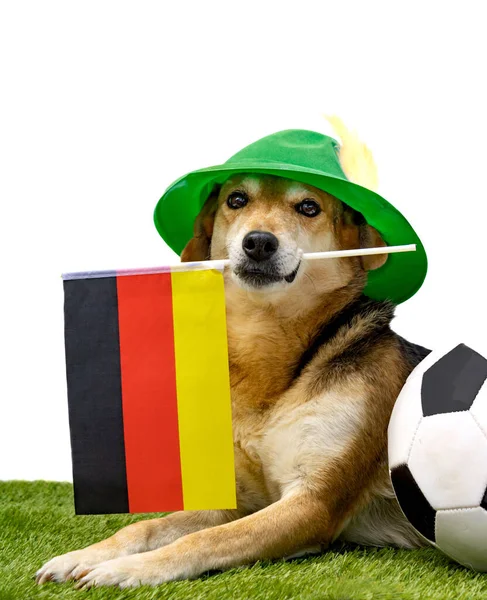 Ritratto Cane Con Cappello Tirolese Bandiera Tedesca Pallone Calcio — Foto Stock