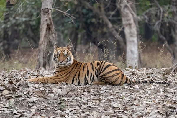 Tigre Sauvage Couché Dans Forêt Inde Madhya Pradesh Portrait Rapproché — Photo