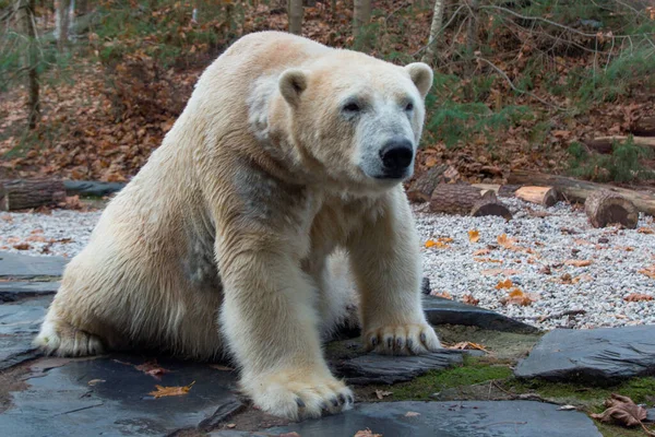 Urso Polar Cansado Deitado Sobre Uma Pedra — Fotografia de Stock