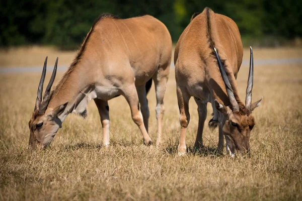 Язок Між Поширеними Елдами Taurotragus Oryx Пасуться Полі Вибрана Увага — стокове фото