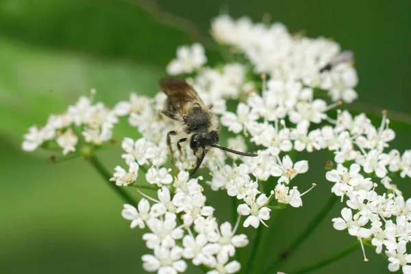 男の広い顔をした鉱山の蜂の上に閉じこもるアンドレア プロキシマそれのホスト植物の白い花に座っているアンリスカス シルヴェストリス — ストック写真