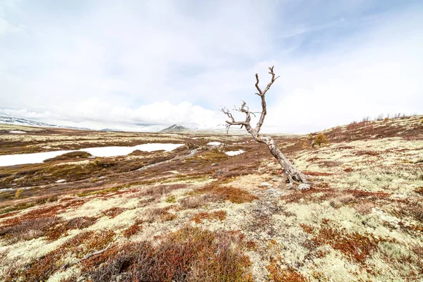 View River Surrounded Wild Landscape Snow Melting Time — Stock Photo, Image