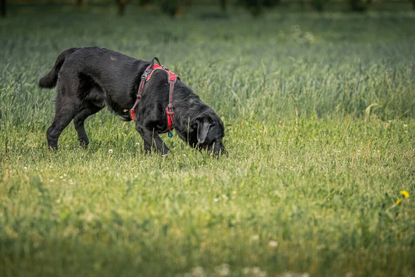 Een Close Shot Van Een Zwarte Hond Snuffelend Aan Het — Stockfoto