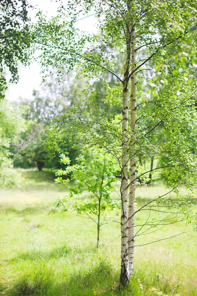 Eine Vertikale Aufnahme Einer Birke Einem Grünen Sonnigen Feld — Stockfoto
