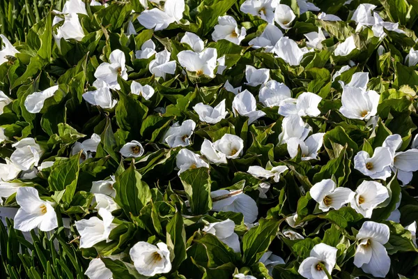 Close Flores Trilium Branco Crescendo Jardim — Fotografia de Stock