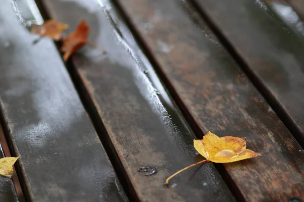 Een Close Shot Van Gele Rode Herfstbladeren Een Natte Houten — Stockfoto